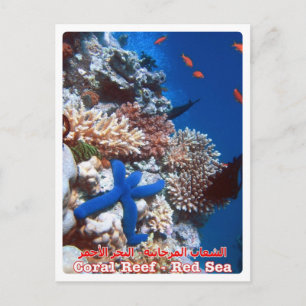 Egypt - Red Sea - Barrier Reef - Postcard