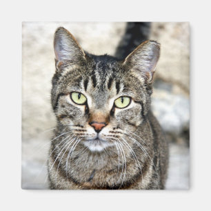 Egyptian Cat Magnet