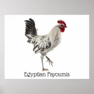Egyptian Fayoumis Rooster Poster