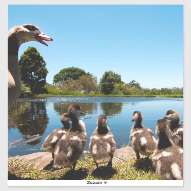 Egyptian geese (Sheet)