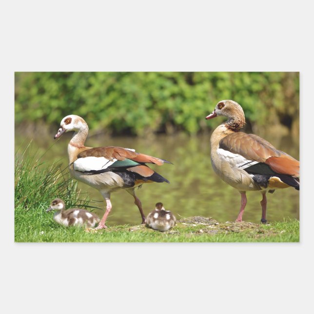 Egyptian Geese and chicks Rectangular Sticker (Front)