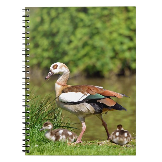 Egyptian Geese and chicks Spiral Notebook (Front)