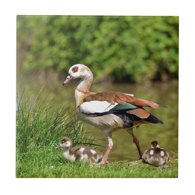 Egyptian Geese and chicks Tile (Front)