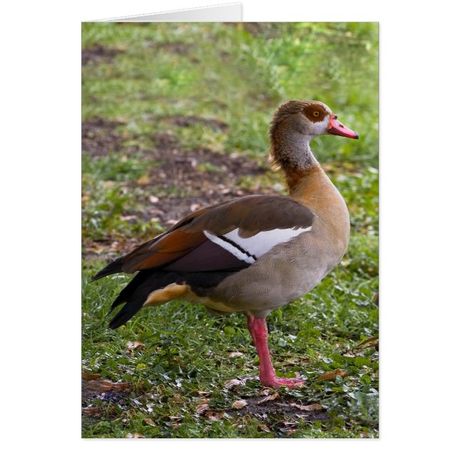 Egyptian Goose Card (Front)