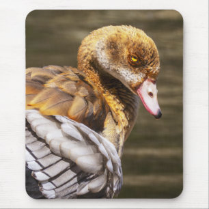 Egyptian Goose Close-Up Wildlife Bird Nature Art Mouse Pad