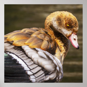Egyptian Goose Close-Up Wildlife Bird Nature Art  Poster