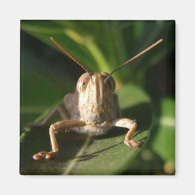 Egyptian Grasshopper Insect Magnet (Front)
