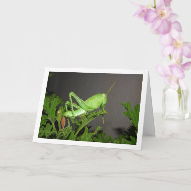 Egyptian Grasshopper Nymph on Citronella Plant Card (Orchid)