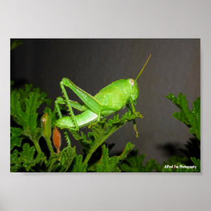 Egyptian Grasshopper Nymph on Citronella Plant Poster