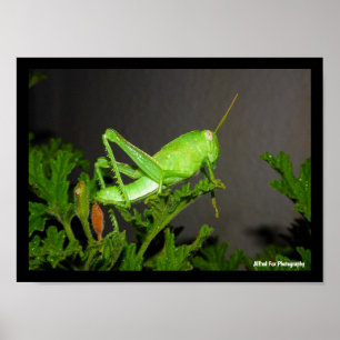 Egyptian Grasshopper Nymph on Citronella Plant Poster