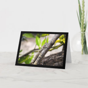 Egyptian Locust on Branch Card