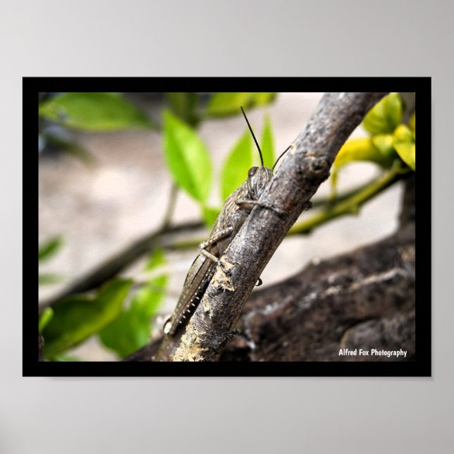 Egyptian Locust on Branch Poster (Front)
