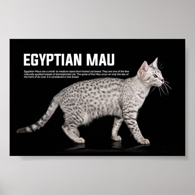Egyptian Mau Cat Breed Poster (Front)