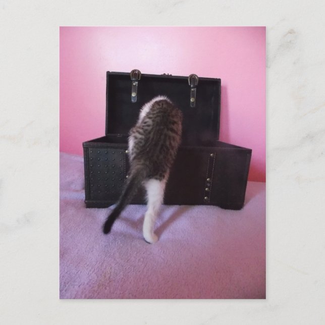 Egyptian Mau Mix kitten postcard (Front)