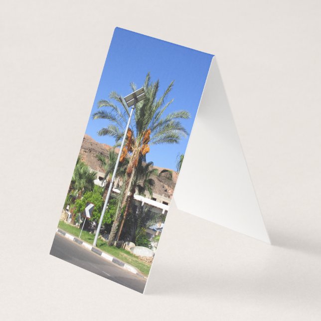 Egyptian palm trees   (Front)