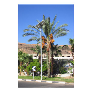 Egyptian palm trees photo print