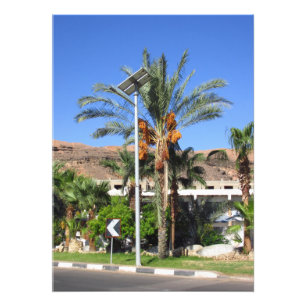 Egyptian palm trees photo print