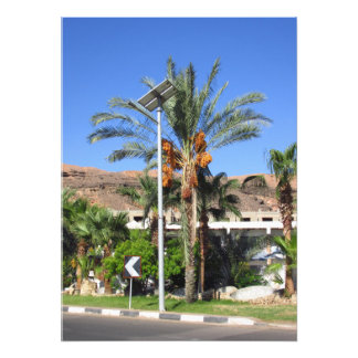 Egyptian palm trees photo print