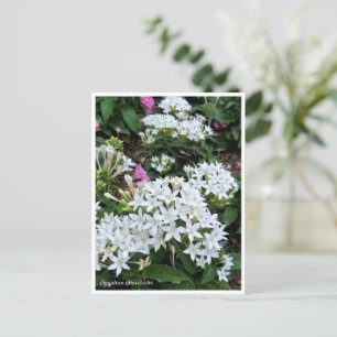 Egyptian Starcluster Postcard
