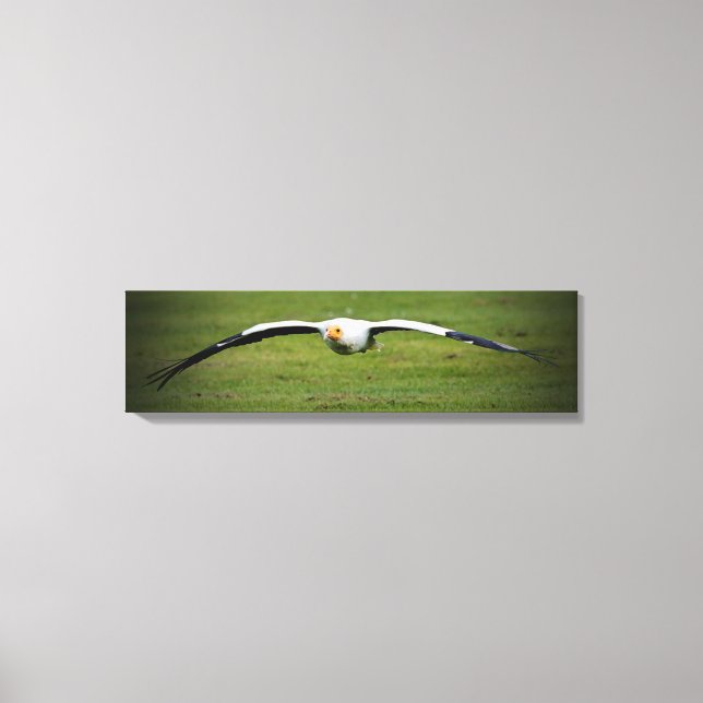Egyptian Vulture Closeup Panoramic Canvas Print (Front)