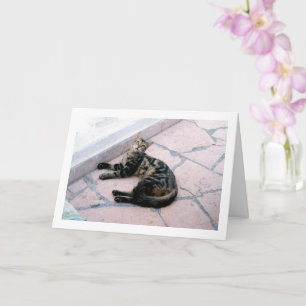 Egyptian Wild Cat Card