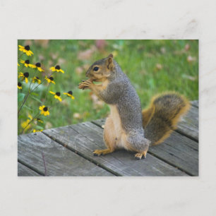 Eichhörnchen mit Keks / Squirrel with cookie Postcard