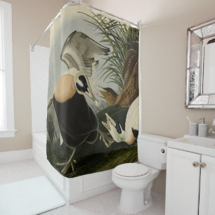 Eider Duck, Common Eider, Audubon Birds of America Shower Curtain