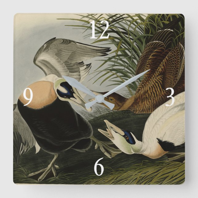 Eider Duck, Common Eider, Audubon Birds of America Square Wall Clock (Front)