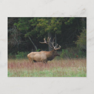 Eight 8 Point Bull Elk in Autumn Postcard