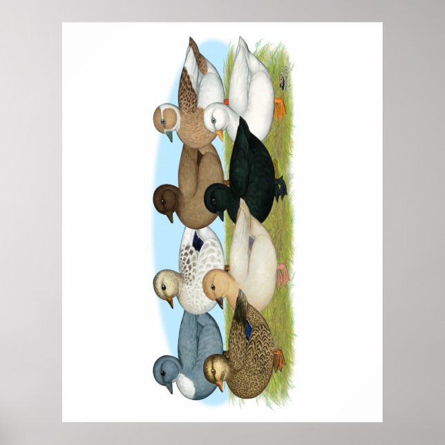 Eight Call Ducks Poster (Front)