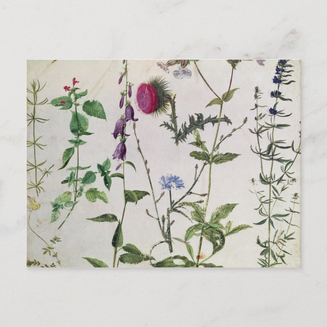 Eight Studies of Wild Flowers Postcard (Front)