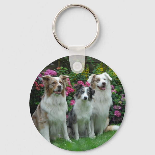 ein Border Collie, blue-merle, und zwei  Australia Key Ring (Front)
