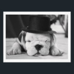 "Einstein" English Bulldog Puppy Photo Print<br><div class="desc">You don't have to  be an Einstein to know how cute this English Bulldog puppy is!</div>