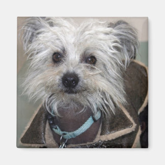 Einstein the Dog Magnet