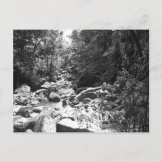 El Yunque National Rainforest Postcard