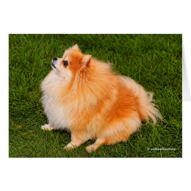 Ela, Pom Queen of the Lawn (Front Horizontal)