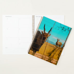 Eland Antelope Animal South Africa ZA Planner