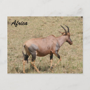 eland postcard
