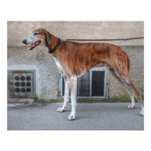 Elder Brindle Greyhound Poster