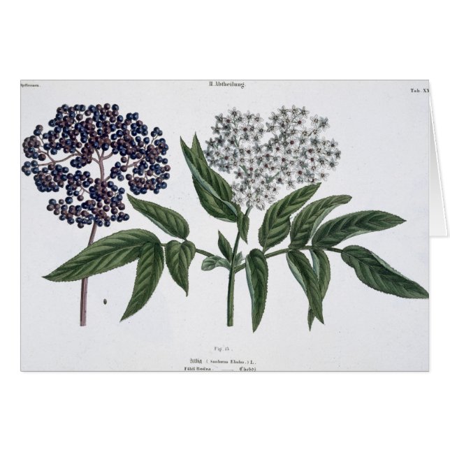 Elder, fig. 13 from 'The Young Landsman', publishe (Front Horizontal)