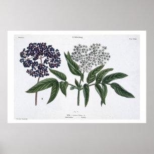 Elder, fig. 13 from 'The Young Landsman', publishe Poster