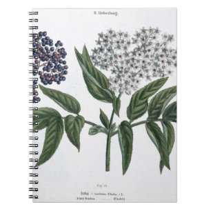 Elder, fig. 13 from 'The Young Landsman', publishe Spiral Notebook