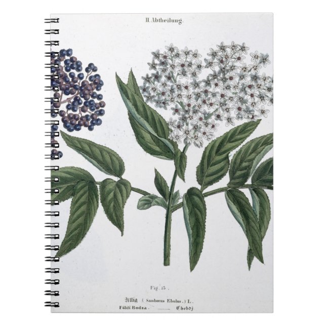 Elder, fig. 13 from 'The Young Landsman', publishe Spiral Notebook (Front)