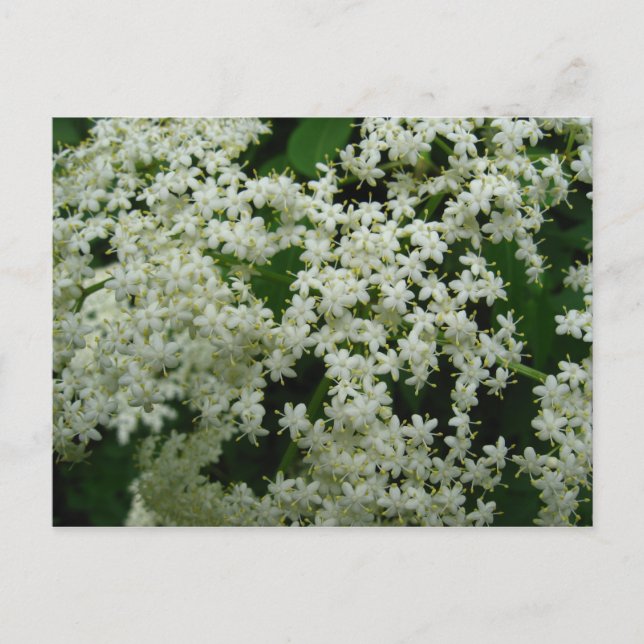 Elderberry Blossoms Postcard (Front)