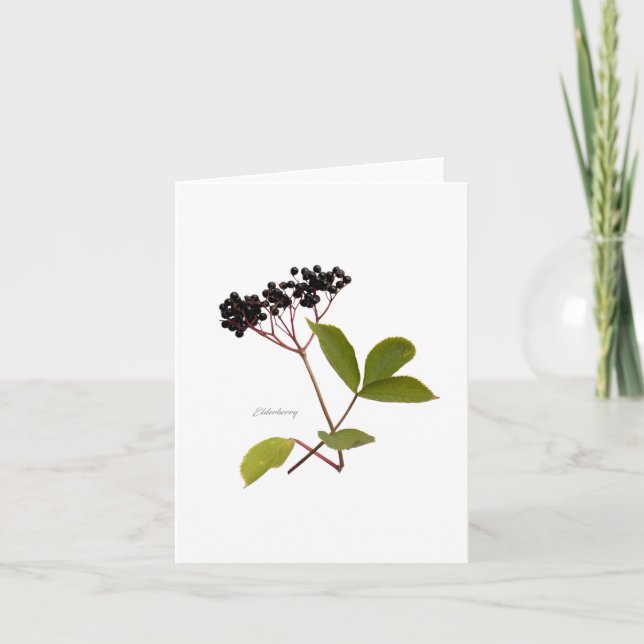 Elderberry Card (Front)
