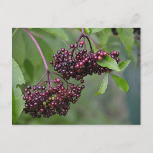 Elderberry Postcard