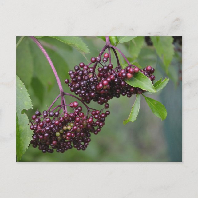 Elderberry Postcard (Front)