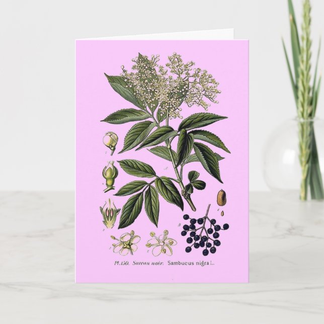 Elderberry Sambucus greeting card (Front)