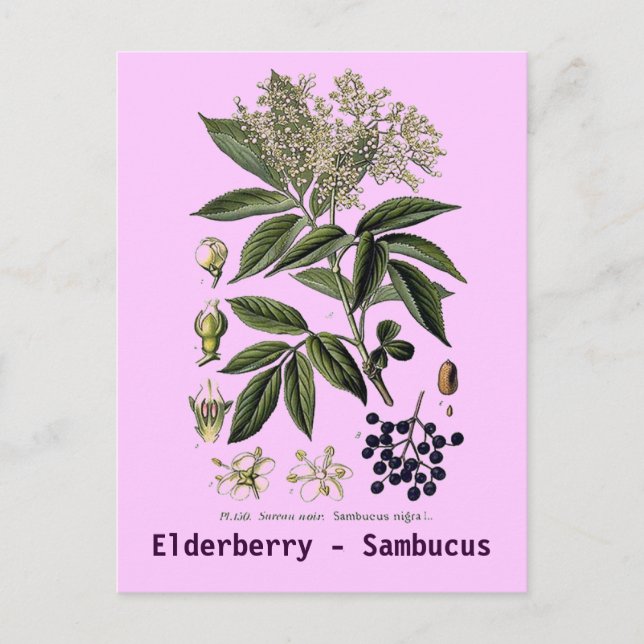 Elderberry Sambucus postcard (Front)
