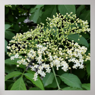 elderflower poster